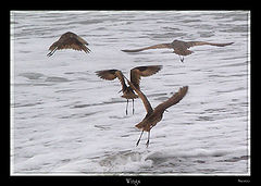 photo "Wings"