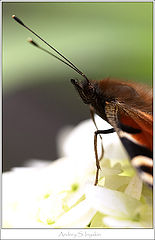 photo "Butterfly"