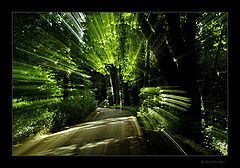 photo "Into the secrets of the forest..."