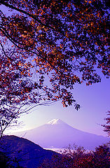фото "Purple Fuji II"