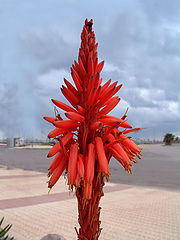 фото "red flower"