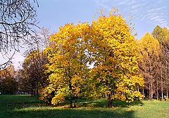 фото "Осенние деревья"