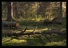 photo "Glade"