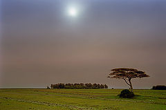 photo "Trilha da Figueira"