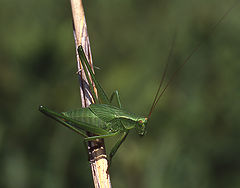 photo "Green Equilibrist"