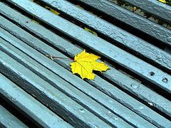 photo "yellow on the blue"