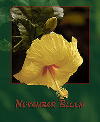 фото "November Bloom"