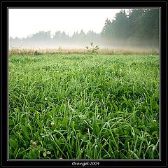 фото "Foggy morning"