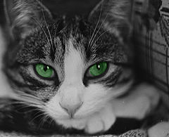 photo "Dream of ..."