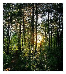 photo "Summer sun in the forest"