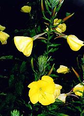 фото "Evening Primrose"