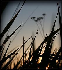 photo "into the grass"