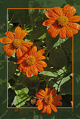 фото "Orange Flowers"