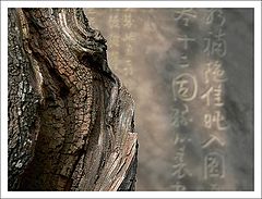 photo "callygraphy"