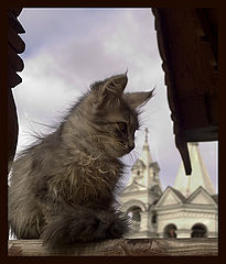 photo "The creature Divine"
