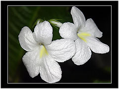 photo "Two stars..."