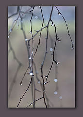 photo "Drops of Fall"