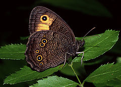 photo "Common Wood Nymph"