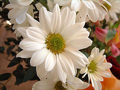 фото "margarita"