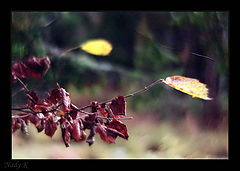 photo "Take the Autumn for palms.."