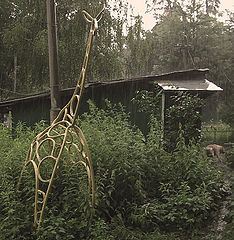 photo "Заблудился"