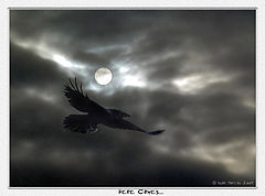 photo "Here Comes ..."