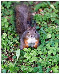 photo "Got some nuts, man?"