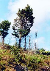фото "Windblown"