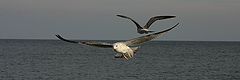 photo "Crimean seagull"