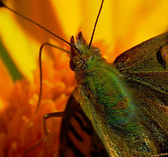 photo "butterfly"