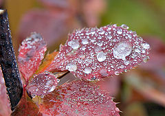 photo "Red November"