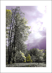 photo "Grey is the core"