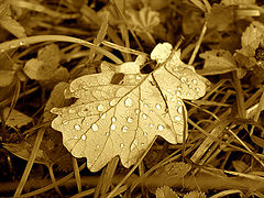 фото "Tears of a rain"