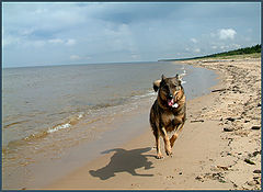 photo "Running... jumping? flying!"