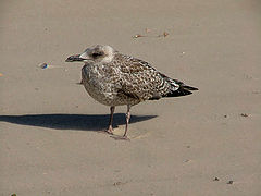 photo "Very serious bird"