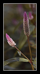 фото "Two"