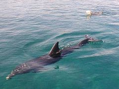 фото "Swimming with Dolphins"