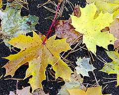 photo "Leafs carpet"
