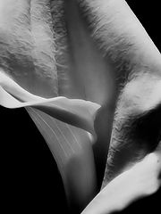 photo "Calla Lily"
