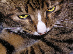 photo "Cat`s Blue"
