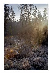 photo "November in a wood #2"