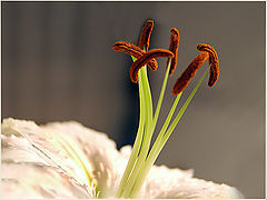 photo "The ballerina..."