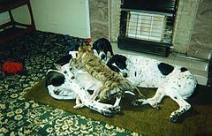 фото "Top Dog"