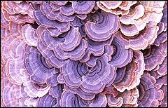 photo "Violet Toothed Polypore"