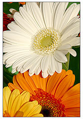 фото "Flowers..."