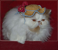 photo "coguettish..."