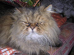 photo "cat"
