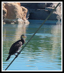 фото "Bird"