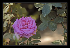 фото "Mid Life"
