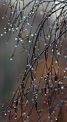 photo "There Will Come Soft Rains"